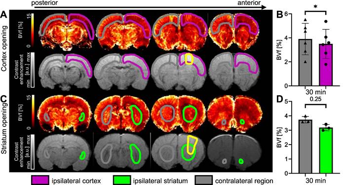 Theranostics Image