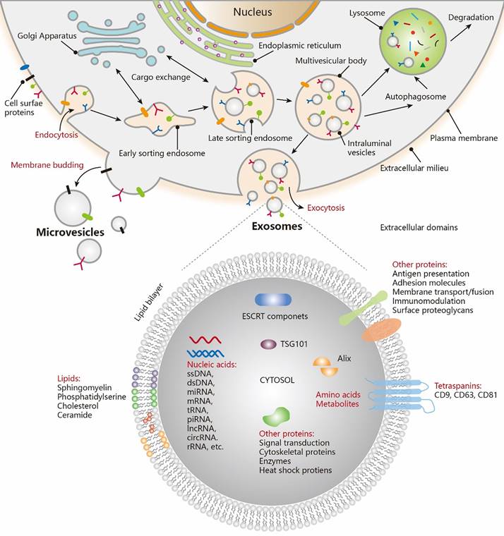 Theranostics Image