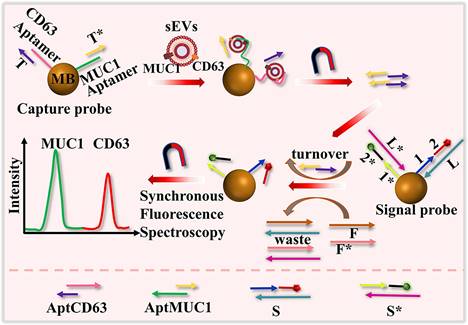 Theranostics Image