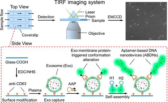 Theranostics Image