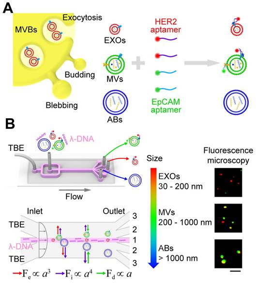 Theranostics Image