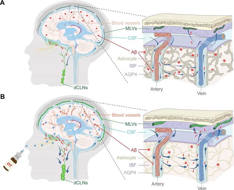 Theranostics Image