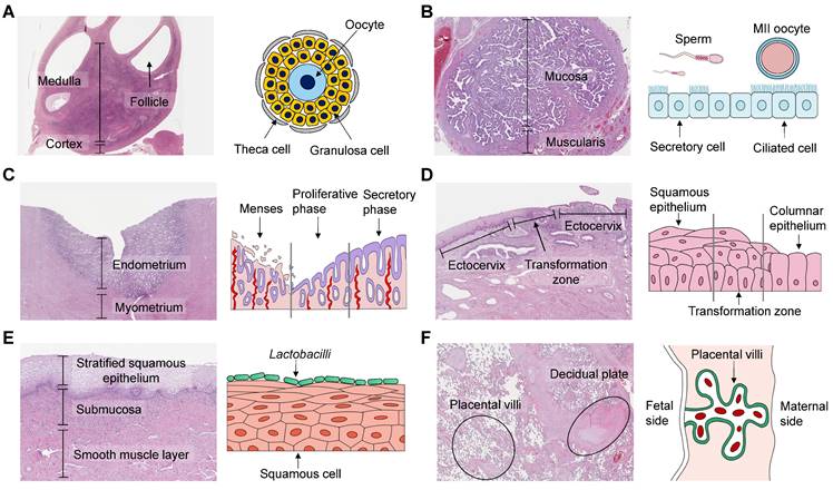 Theranostics Image