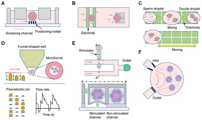 Theranostics Image