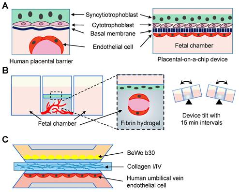 Theranostics Image