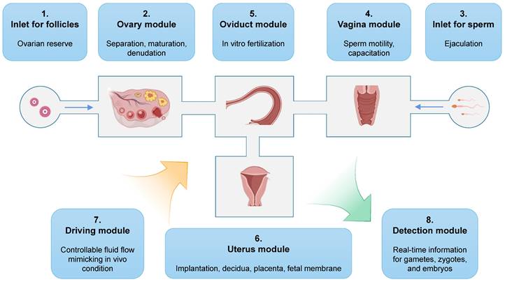 Theranostics Image