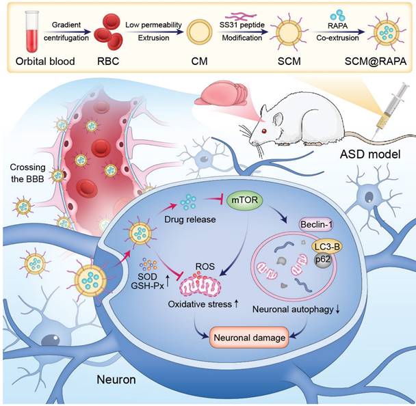 Theranostics Image