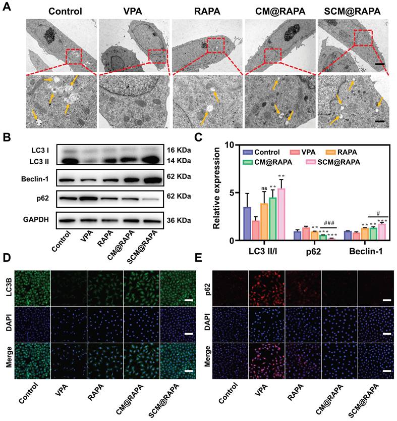 Theranostics Image