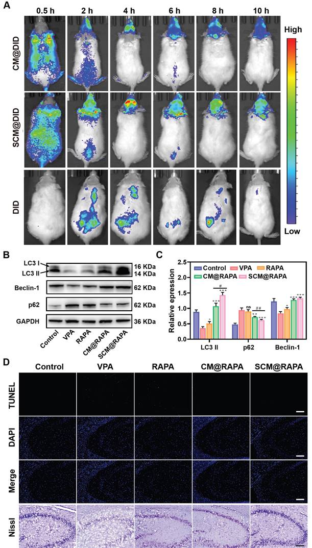 Theranostics Image