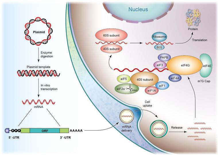 Theranostics Image