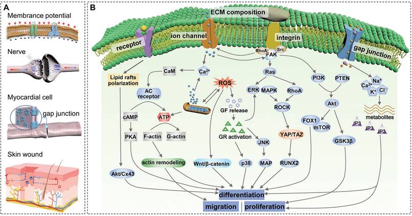 Theranostics Image
