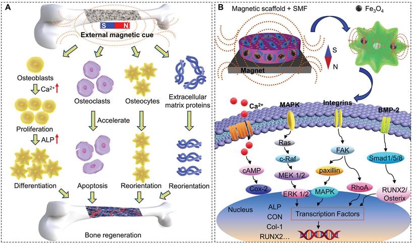 Theranostics Image