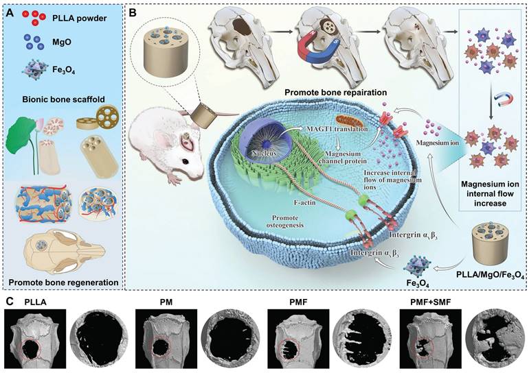 Theranostics Image