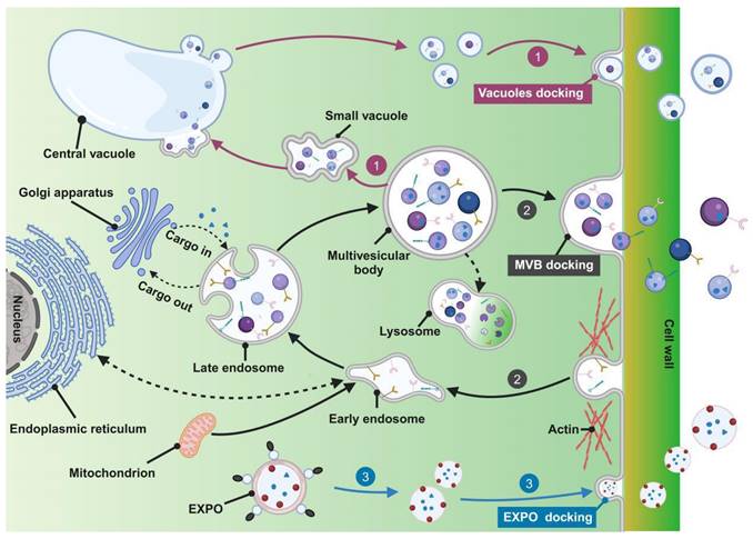 Theranostics Image