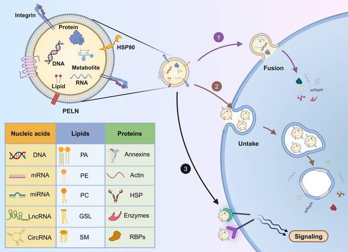 Theranostics Image