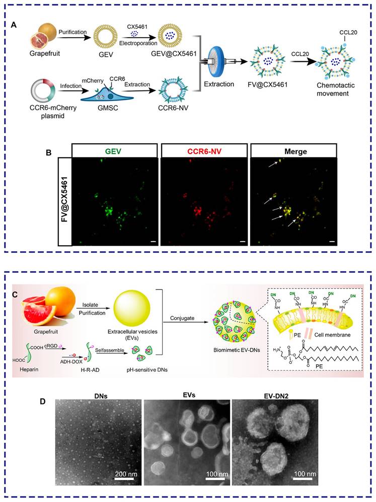 Theranostics Image