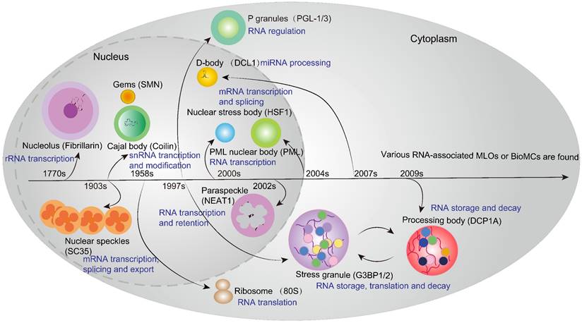 Theranostics Image