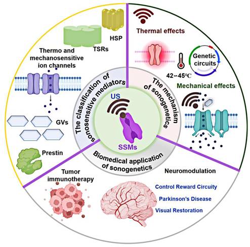 Theranostics Image