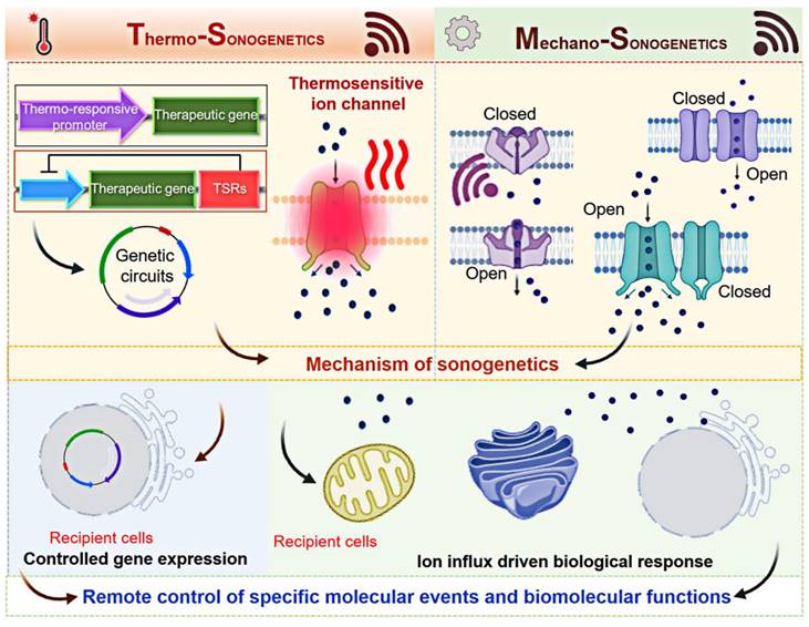 Theranostics Image