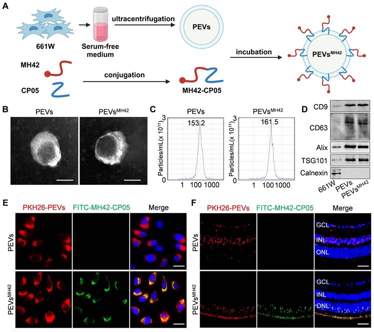 Theranostics Image