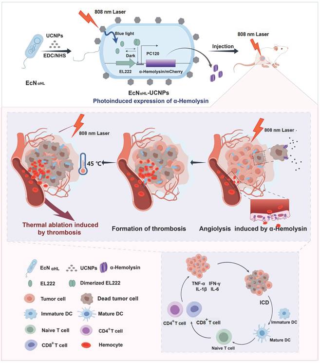 Theranostics Image