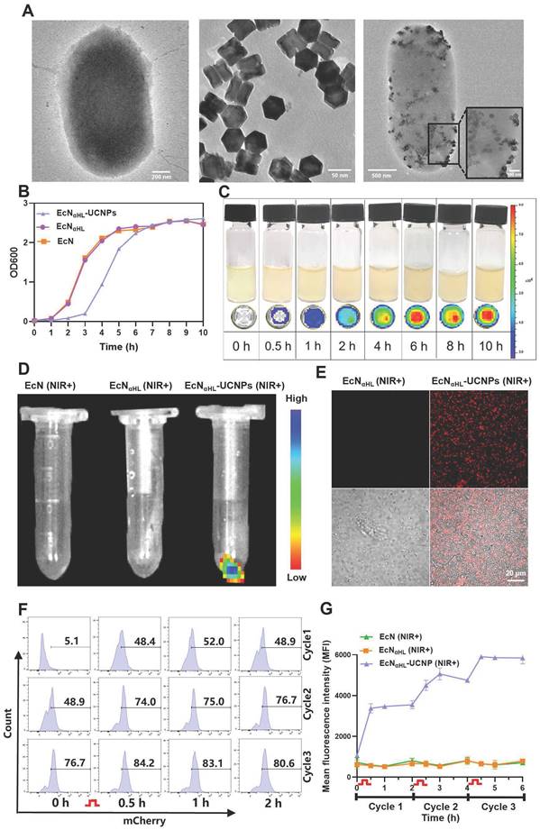 Theranostics Image