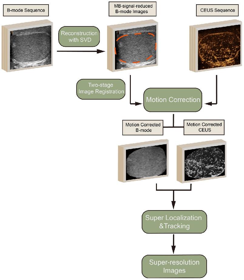 Theranostics Image