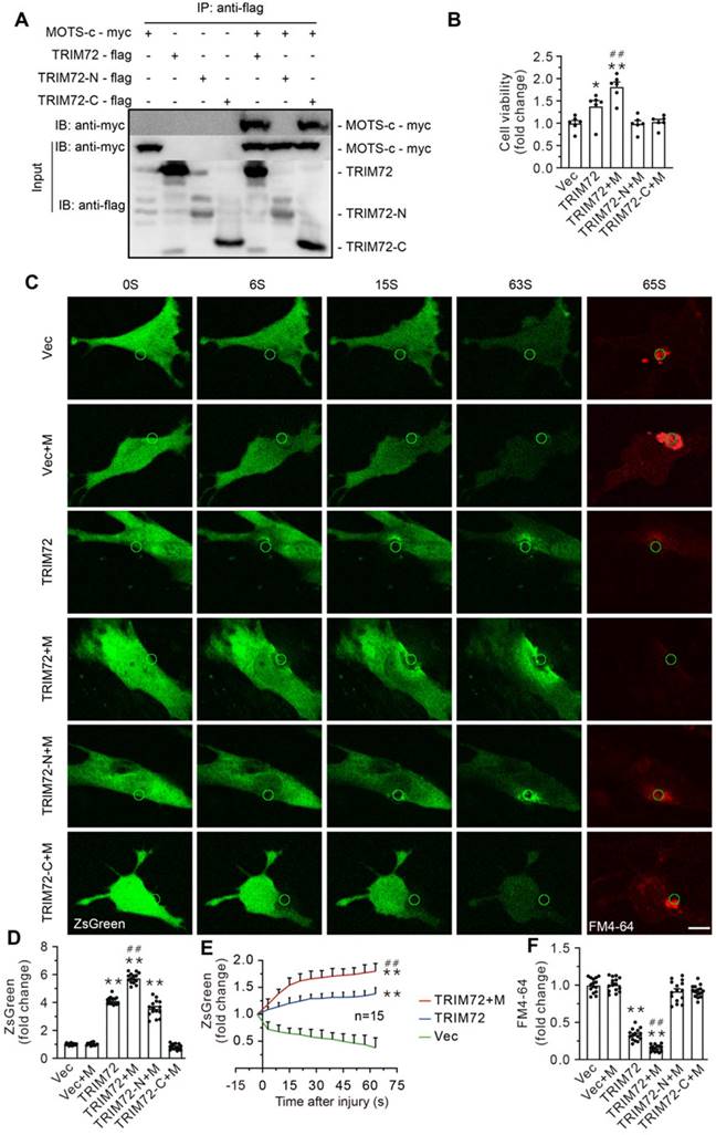 Theranostics Image