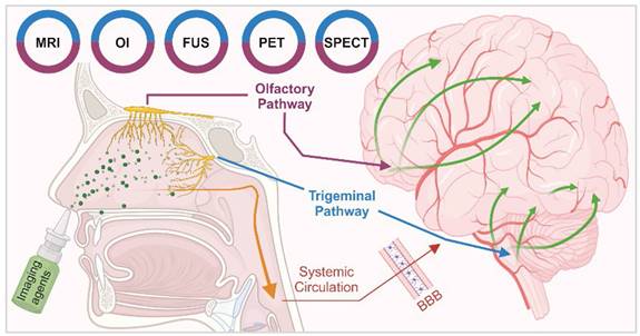 Theranostics Image