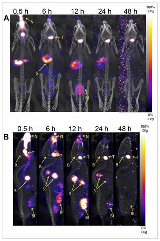 Theranostics Image