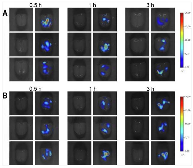 Theranostics Image