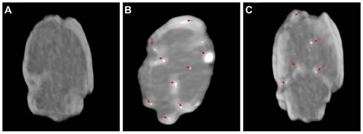 Theranostics Image