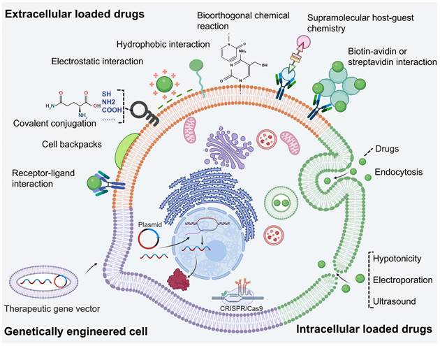 Theranostics Image