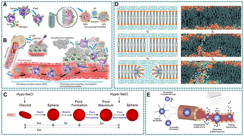 Theranostics Image