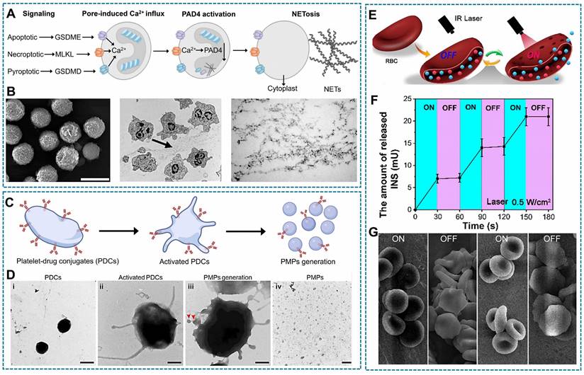 Theranostics Image