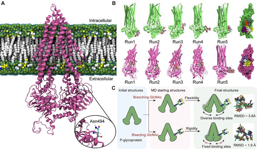 Theranostics Image