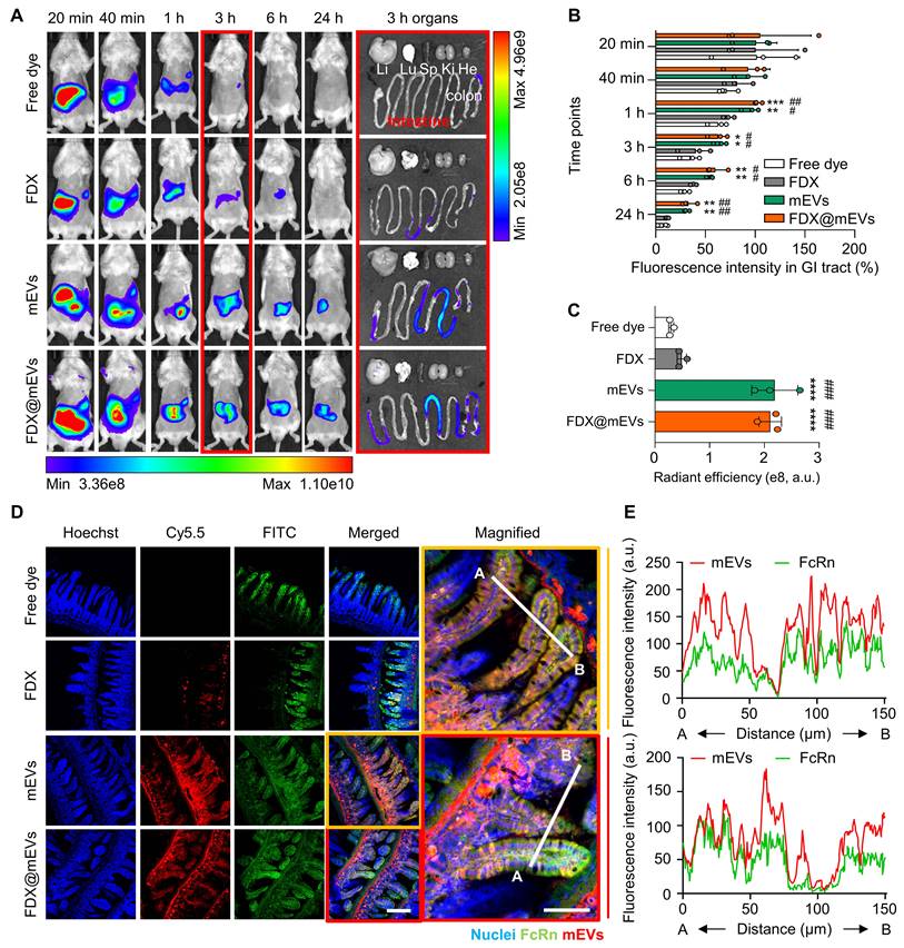 Theranostics Image