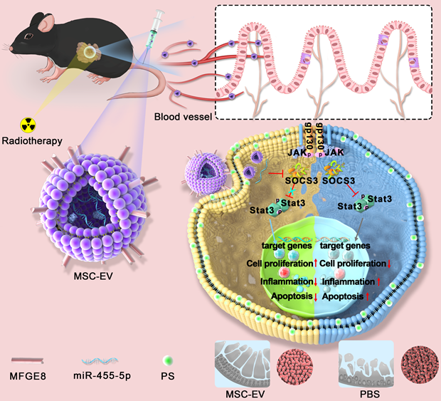 Theranostics Image