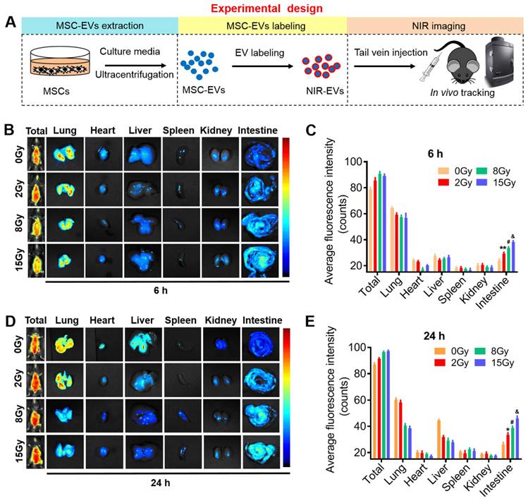 Theranostics Image