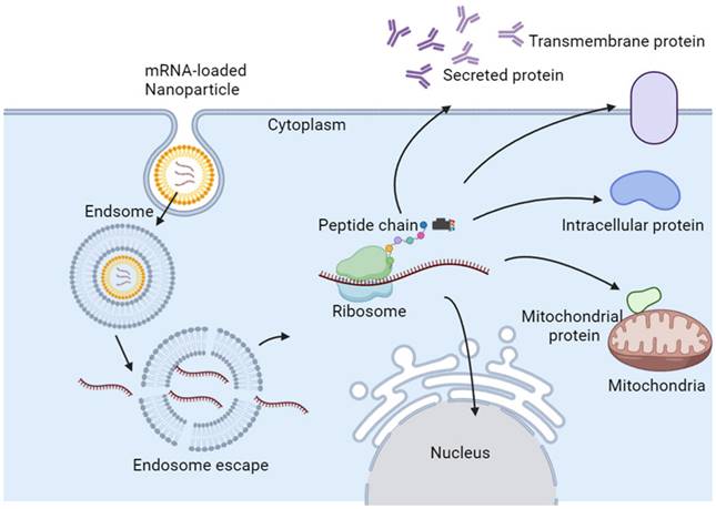 Theranostics Image