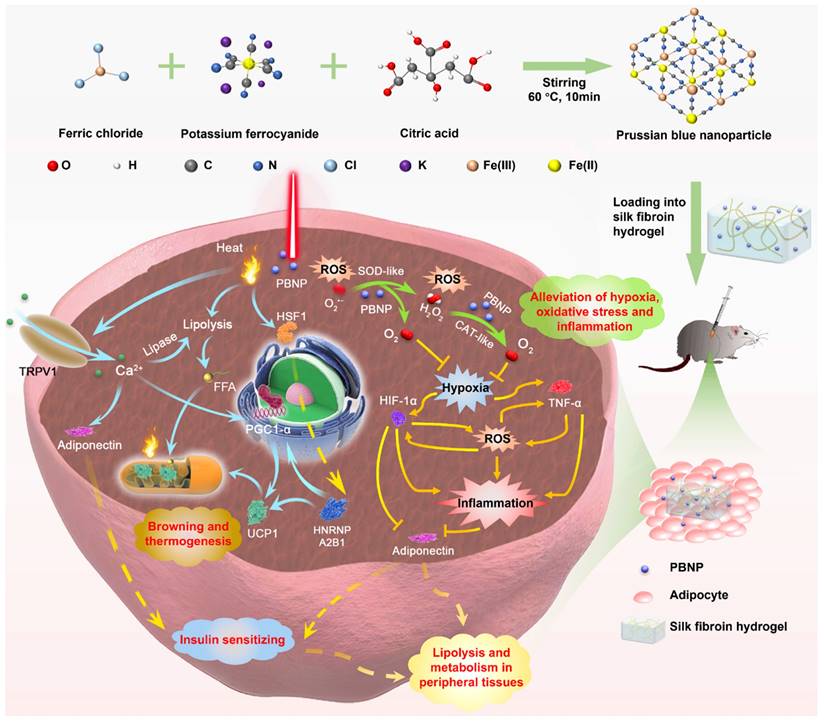 Theranostics Image