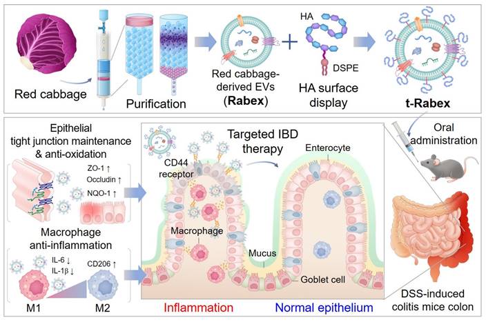 Theranostics Image