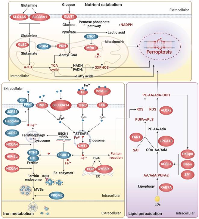 Theranostics Image