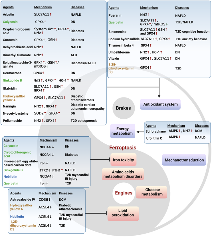 Theranostics Image