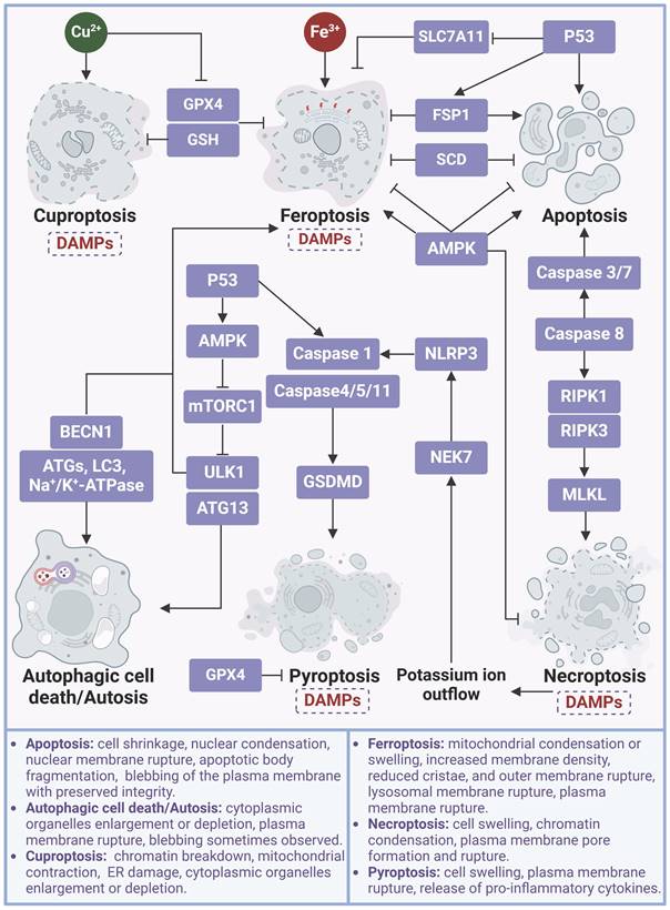 Theranostics Image