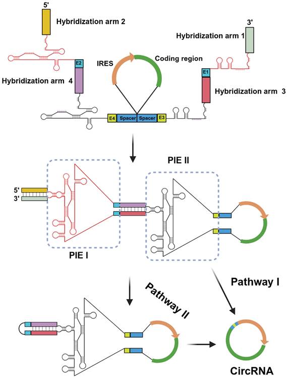 Theranostics Image