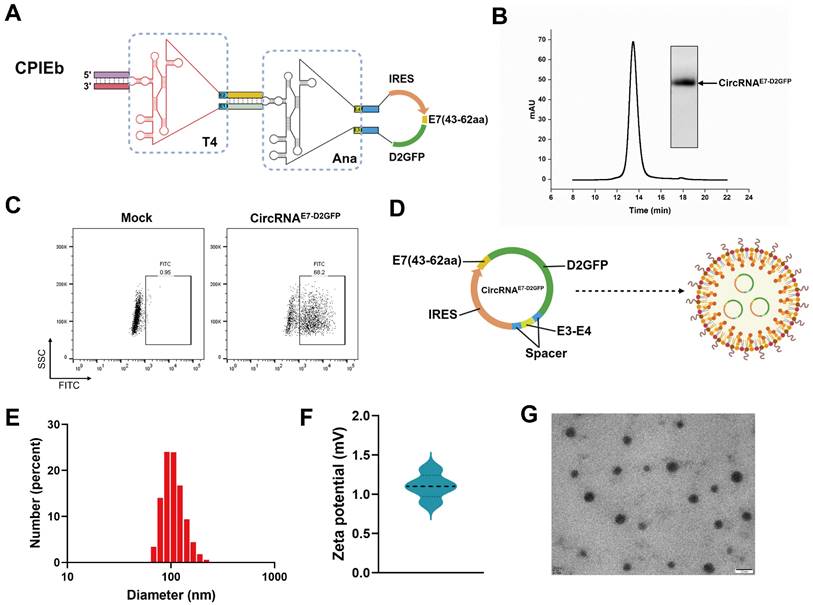 Theranostics Image