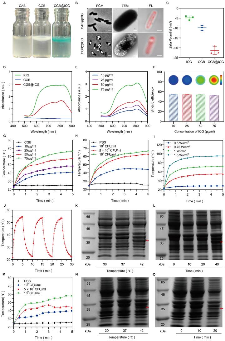 Theranostics Image