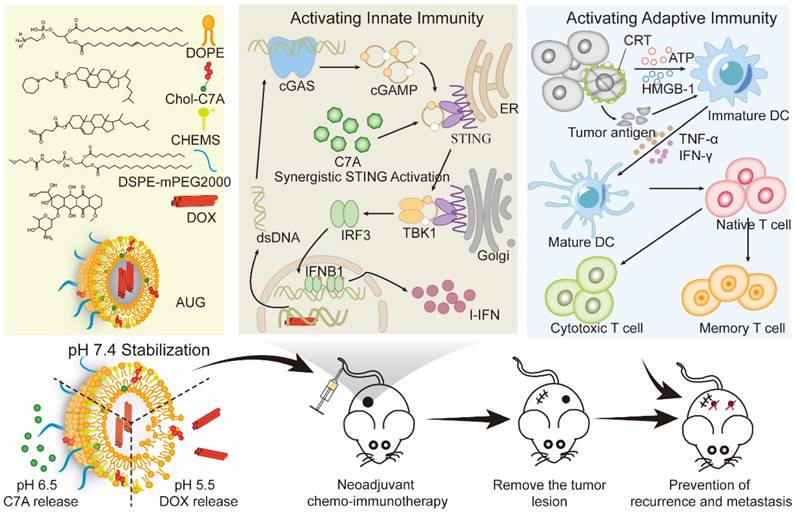 Theranostics Image