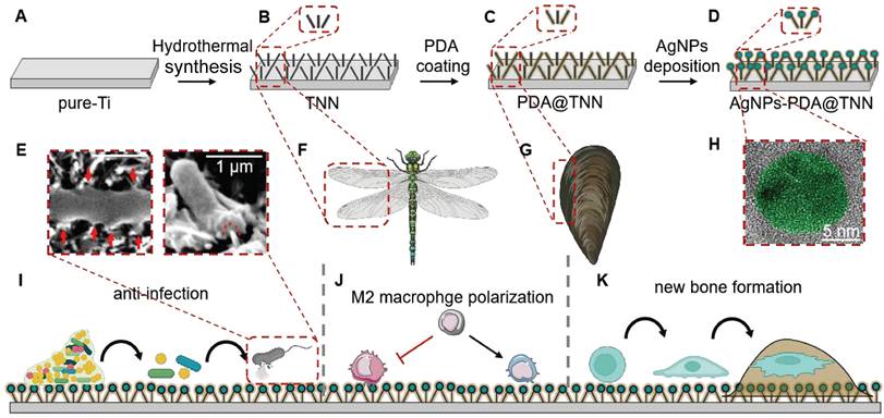 Theranostics Image